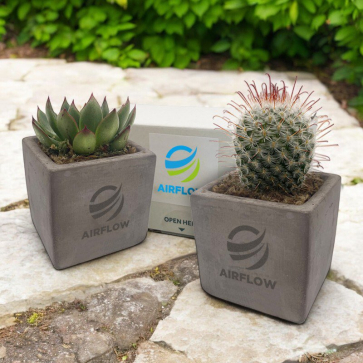 Cactus or Succulent in a Concrete or Wooden Pot