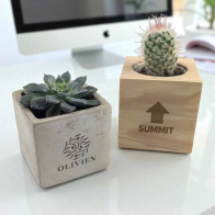 Cactus or Succulent in a Concrete or Wooden Pot