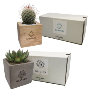 Cactus or Succulent in a Concrete or Wooden Pot