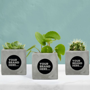 Small Concrete Planted Pot