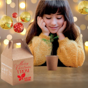 Grow Your Own Pine Tree Set