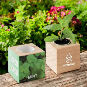Mint Pot in a Wooden Case