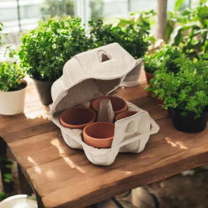 Grow Your Own Cress