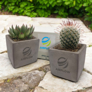 Cactus or Succulent in a Concrete or Wooden Pot