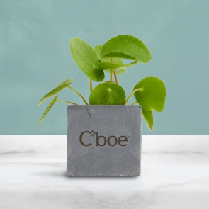 Small Concrete Planted Pot